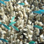 Coral Reefs Dying: A potential climate change disaster?