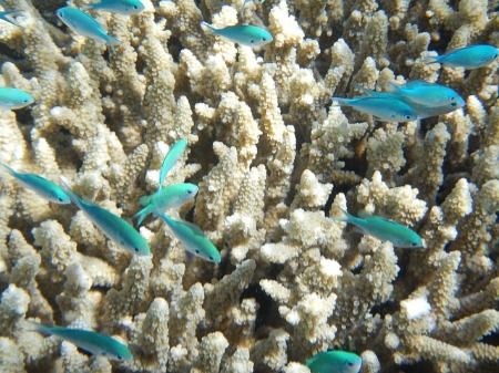 Coral reefs dying - called "bleaching", is occurring at an increasing rate.