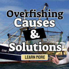 Image text: "Overfishing Causes and Solutions".