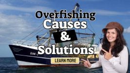 Image text: "Overfishing Causes and Solutions".